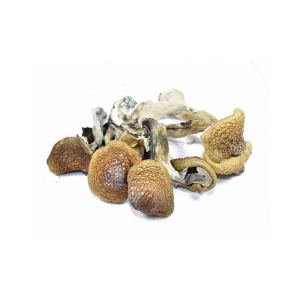 Amazonian Mushroom online