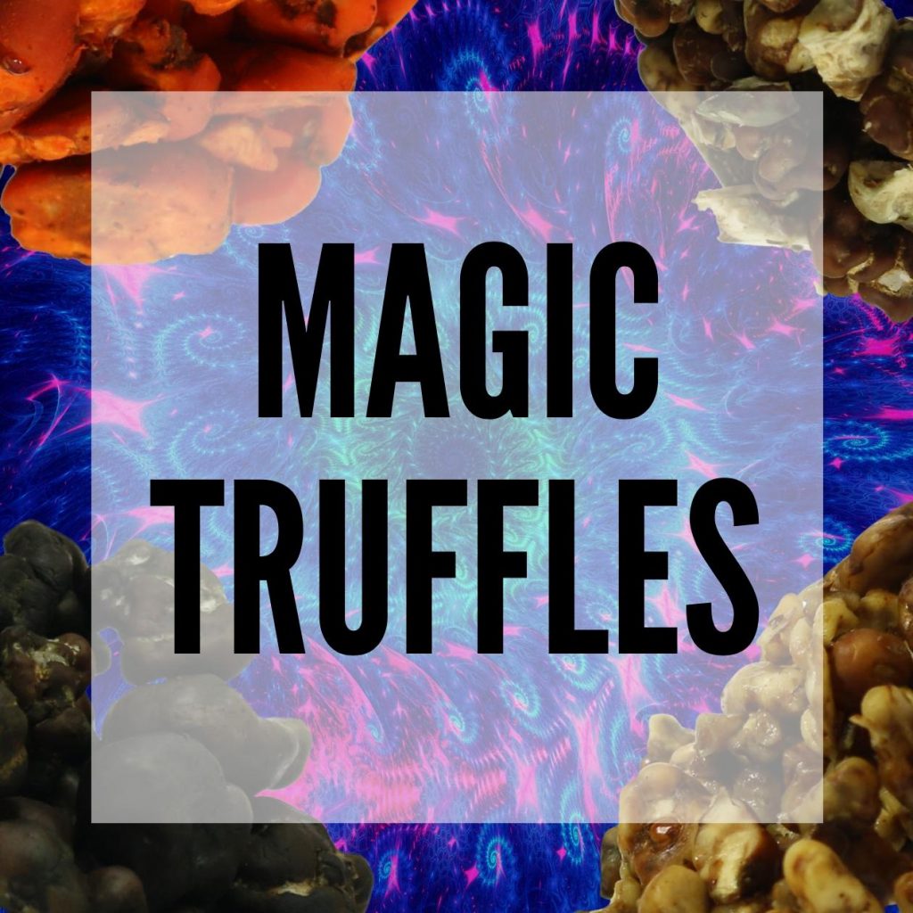 Magic Truffles in the Netherlands