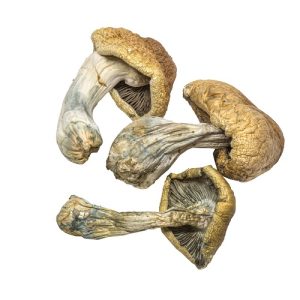Penis Envy Mushroom online