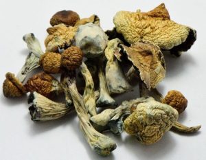 magic truffles