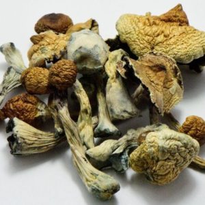 MAGIC MUSHROOMS