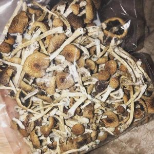 Golden Teacher online